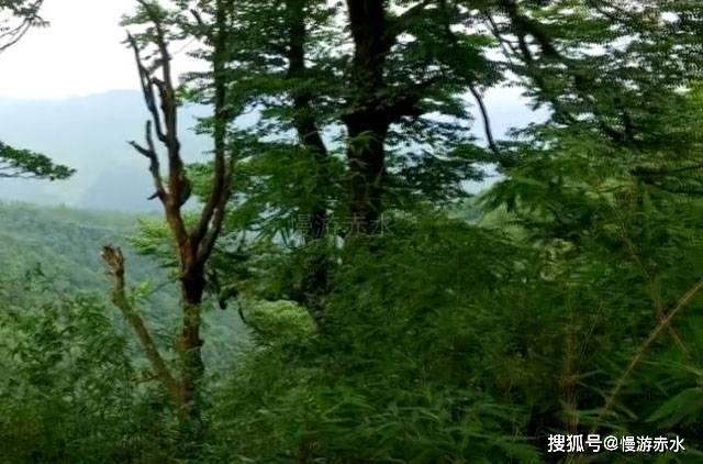 绿意盎然